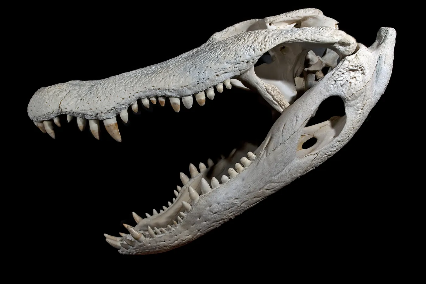 أفضل 10 مروحيات هجومية في العالم لعام 2026: ترتيب شامل بمنظور خليجي 13 Ka-52 Alligator — CC BY-SA 3.0
