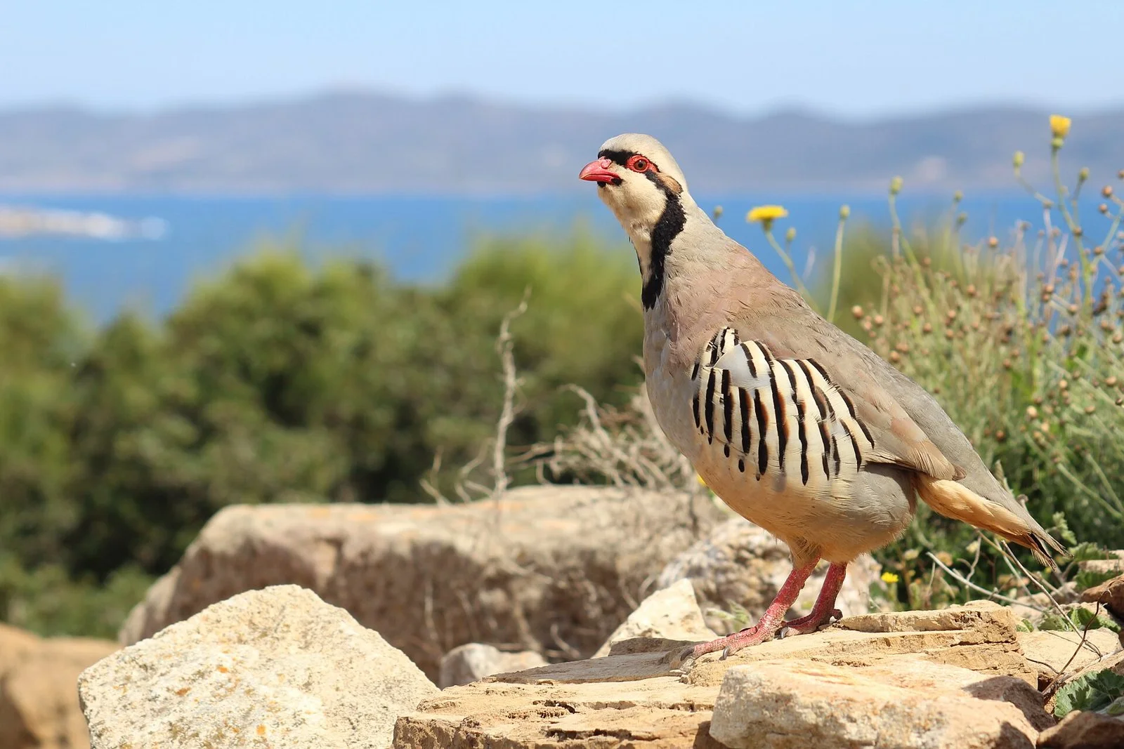 Kınalı keklik (Alectoris chukar); 2026-2027 keklik avı 28 Ekim'de açılıyor